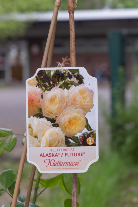 Pflanzung weißer Rosen im Schulgarten